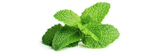 Plus d'informations sur la Menthe Poivrée